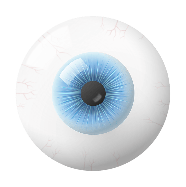 Öga med pupill, iris, glaskropp och blodkärl